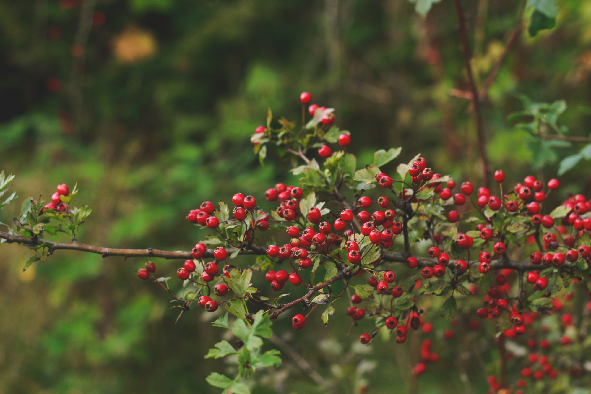 Fall, Plaid, and Jane Eyre Revisited | kristinasuko.com