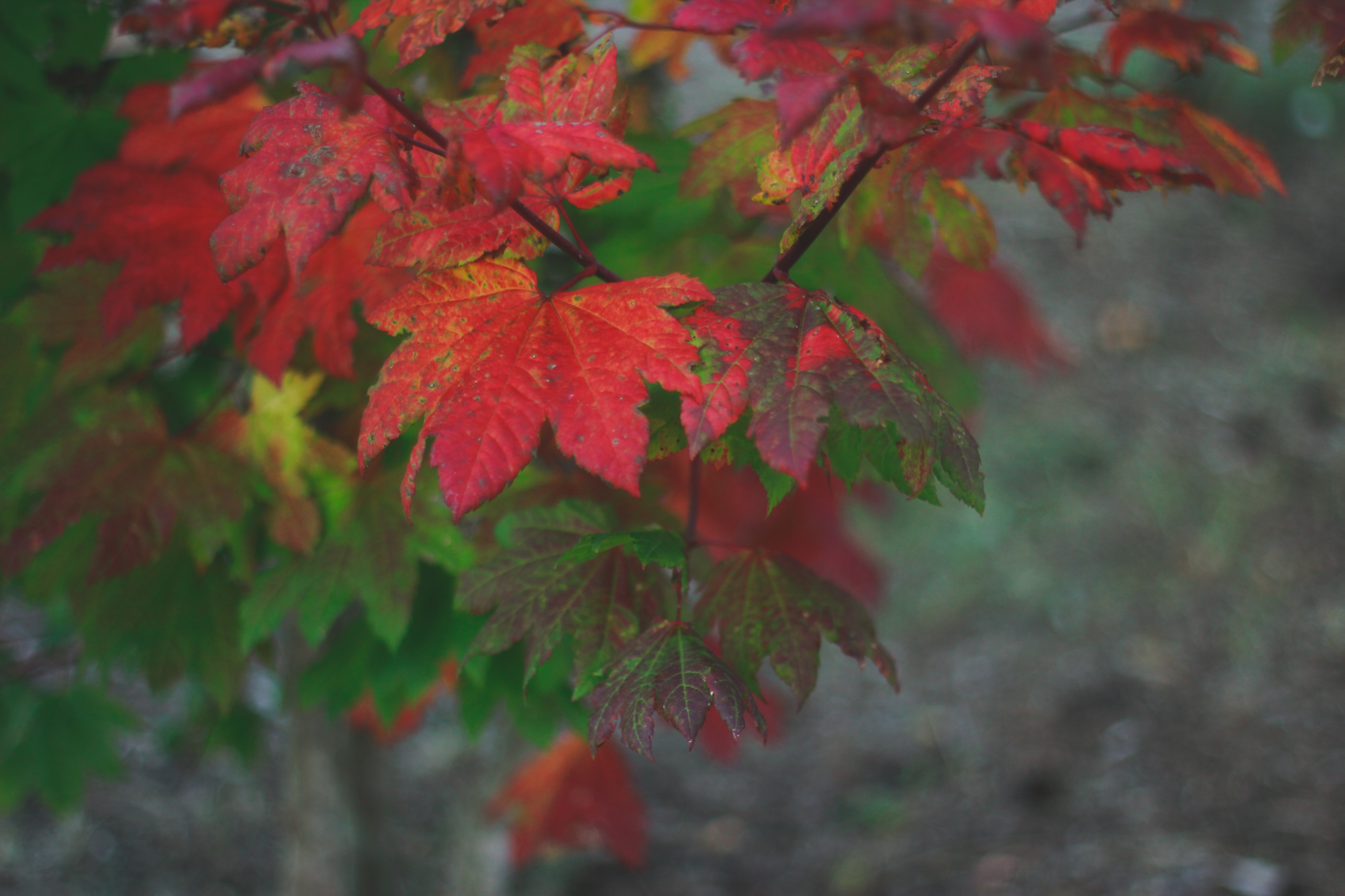 Red November | kristinasuko.com